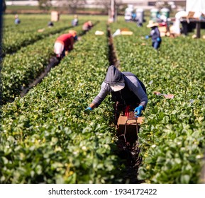 Female Farm Worker Picking Strawberries In A Field