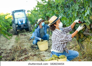 Female Farm Worker In Protective Face Mask Harvesting Fresh Ripe Grapes At Vineyard In Autumn. Concept Of Work In Context Of Coronavirus Pandemic