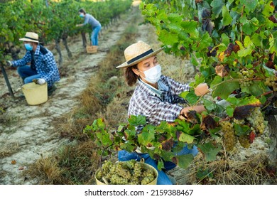 Female Farm Worker In Protective Face Mask Harvesting Fresh Ripe Grapes At Vineyard In Autumn. Concept Of Work In Context Of Coronavirus Pandemic