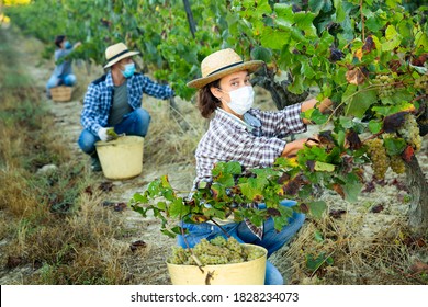 Female Farm Worker Wearing Medical Face Mask To Prevent COVID 19 Infection Harvesting Ripe Grapes In Vineyard ..