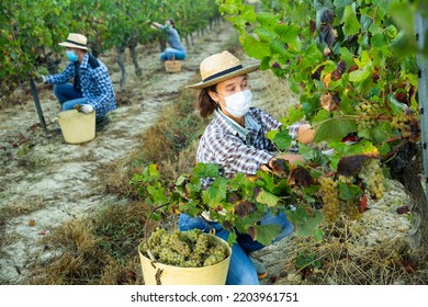 Female Farm Worker Wearing Medical Face Mask To Prevent COVID 19 Infection Harvesting Ripe Grapes In Vineyard ..