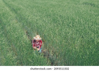 Female Farmer Agronomist Examining Cultivated Barley Crop Field, Aerial View From Drone Pov