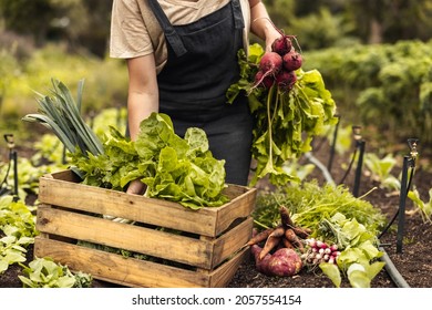 Female farmer arranging fresh vegetables into a crate on her farm. Organic farmer gathering fresh produce in her vegetable garden. Self-sustainable young woman harvesting in an agricultural field. - Shutterstock ID 2057554154