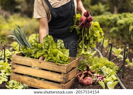 Female farmer arranging fresh vegetables into a crate on her farm. Organic farmer gathering fresh produce in her vegetable garden. Self-sustainable young woman harvesting in an agricultural field. 商業照片 © 