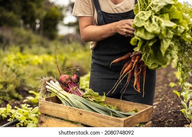 Female farmer arranging freshly picked vegetables into a crate on an organic farm. Self-sustainable young woman gathering fresh green produce in her garden during harvest season. - Powered by Shutterstock