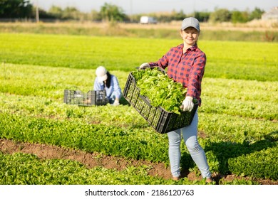 Female Farmer Carries Box Of Fresh Lettuce Crops In A Farmer Field