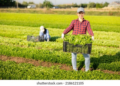 Female Farmer Carries Box Of Fresh Lettuce Crops In A Farmer Field