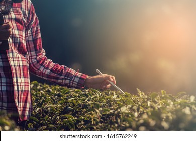 Female farmer checking quality of tea farm with tablet and using application for support smart farm  - Shutterstock ID 1615762249