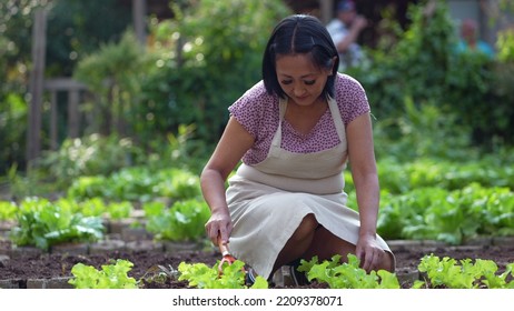 Female Farmer Cultivating Organic Food At Small Local Farm. Asian American Growing Lettuces