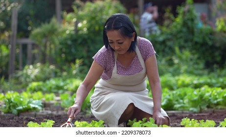 Female Farmer Cultivating Organic Food At Small Local Farm. Asian American Growing Lettuces