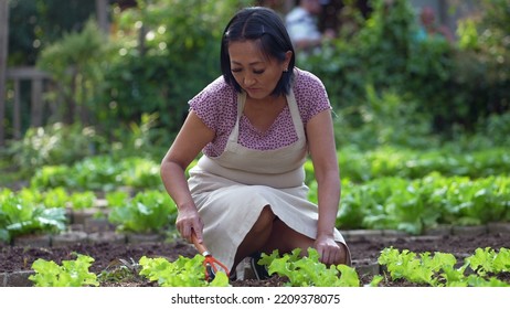 Female Farmer Cultivating Organic Food At Small Local Farm. Asian American Growing Lettuces