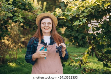 Female farmer cutting grapes. Pruner cuts a bunch. Farmer gathering crop of grapes on ecological farm. Young cheerful woman picking ripe grapes on vineyard on sunny day. Natural wine industry. - Powered by Shutterstock