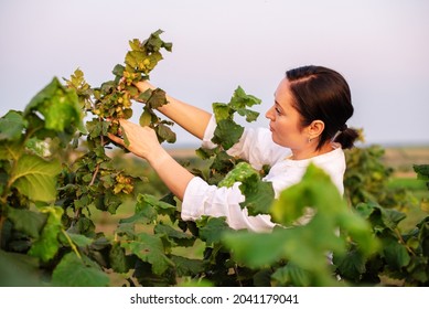 Female Farmer Entrepreneur To Inspecting Hazelnut Orchard Farm. Quality Control, Examining Hazelnut Tree Plant For Agriculture Crop Or Food Production Industry