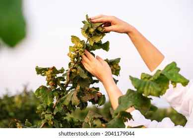 Female Farmer Entrepreneur To Inspecting Hazelnut Orchard Farm. Quality Control, Examining Hazelnut Tree Plant For Agriculture Crop Or Food Production Industry