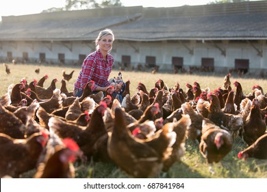 Female Farmer In Farm With Chicken