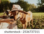 A female farmer feeds a Nubian goat with oats from a bowl on her free-range farm. Funny goat in pink hat close-up eating oats