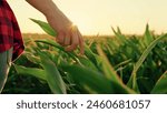 Female farmer hand touches corn field while inspecting crop. Farmer businessman go corn field at sunset, touching green corn with his hand. Agronomist woman working field. Agricultural business. Sun