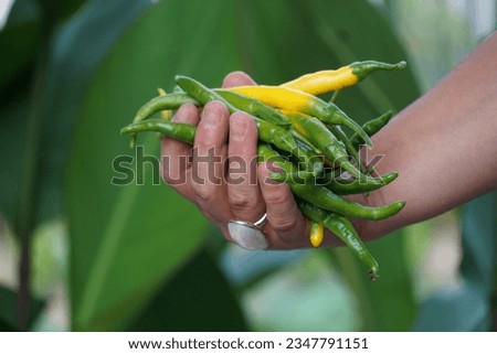Female farmer hands holding a handful of fresh harvested green hot peppers