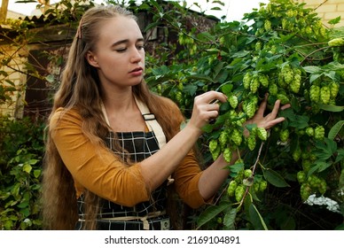 Female Farmer Harvests Hops. Beautiful Blonde With Long Hair Stands Near A Hop Bush.