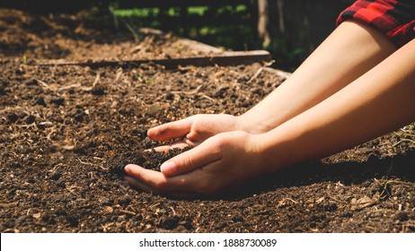 Female Farmer Holding Fertilized Soil In Hands.