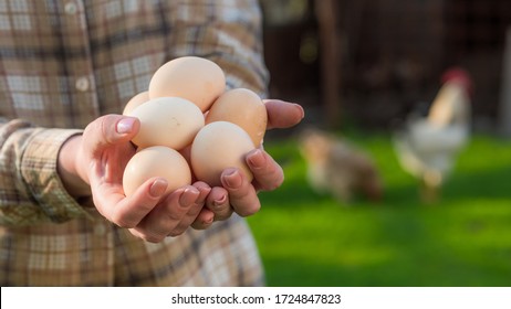 Female farmer holds chicken eggs amid meadows where chickens graze - Powered by Shutterstock