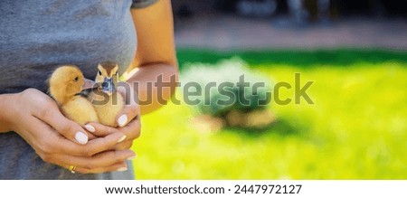 a female farmer holds ducklings in her hands