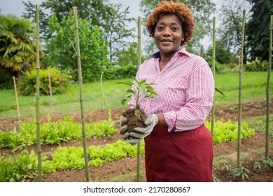 Female farmer holds a tomato plant in her hand ready to be planted, green thumb concept - focus on the plant - Powered by Shutterstock