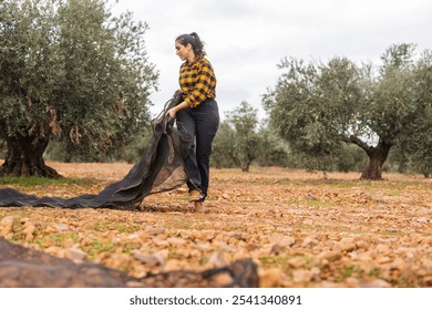 Female farmer is laying down nets on the ground in an olive grove, preparing for the upcoming olive harvest, ensuring efficient collection and minimizing fruit damage - Powered by Shutterstock