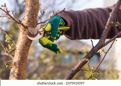 Female Farmer Look After The Garden. Spring Pruning Of Fruit Tree. Woman With Pruner Shears The Tips Of Plum Tree