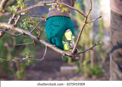 Female Farmer Look After The Garden. Spring Pruning Of Fruit Trees. Woman With Pruner Shears The Tips Of Plum Tree