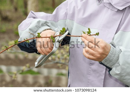 Image, Stock Photo Raspberry bush in the the farm