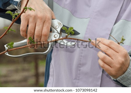 Similar – Image, Stock Photo Raspberry bush in the the farm