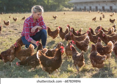 female farmer looking for eggs