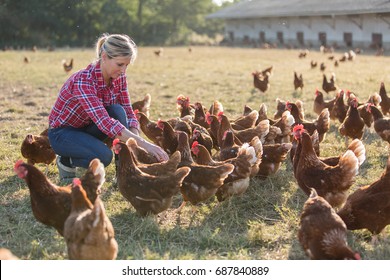 Female Farmer Looking For Eggs