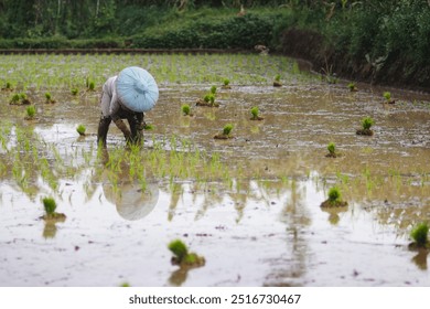 A female farmer is planting rice seedlings in a rice paddy field - Powered by Shutterstock