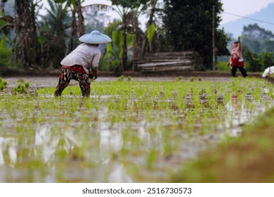 A female farmer is planting rice seedlings in a rice paddy field - Powered by Shutterstock