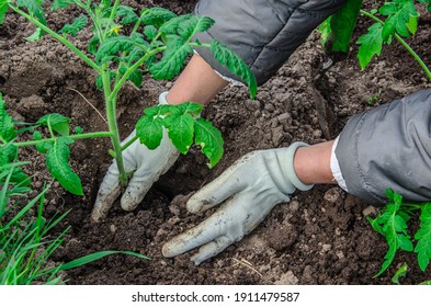 A Female Farmer Plants Tomato Seedlings In An Organic Garden