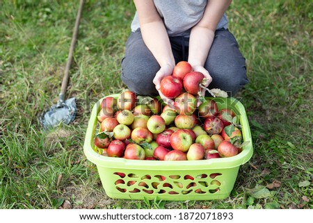 Similar – Closeup of woman putting apples in wicker basket while little girl looking