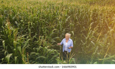 Female Farmer Standing In Corn Field Aerial View Of Woman Farmer With Digital Tablet Computer Examining Crops.