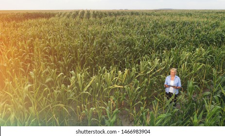 Female Farmer Standing In Corn Field Aerial View Of Woman Farmer With Digital Tablet Computer Examining Crops.