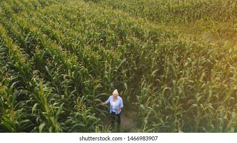 Female Farmer Standing In Corn Field Aerial View Of Woman Farmer With Digital Tablet Computer Examining Crops.