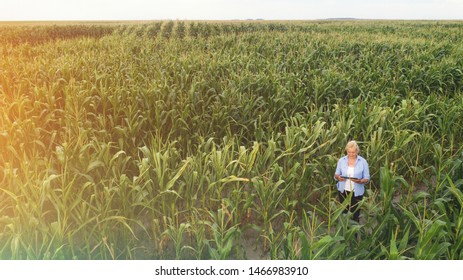 Female Farmer Standing In Corn Field Aerial View Of Woman Farmer With Digital Tablet Computer Examining Crops.