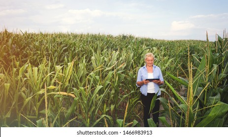 Female Farmer Standing In Corn Field Aerial View Of Woman Farmer With Digital Tablet Computer Examining Crops.