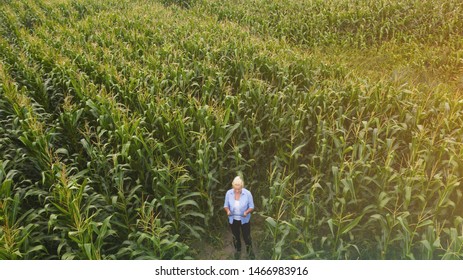 Female Farmer Standing In Corn Field Aerial View Of Woman Farmer With Digital Tablet Computer Examining Crops.