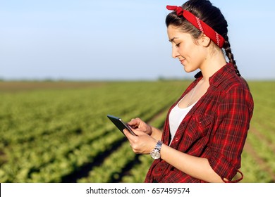 Female farmer standing in a field with tablet and examining crop.