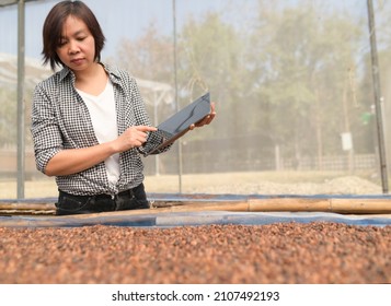 A female farmer with a tablet to inspect the dried coffee beans in a greenhouse, a young woman inspecting and controlling the quality of coffee beans production, smart farmer, smart farm. - Powered by Shutterstock