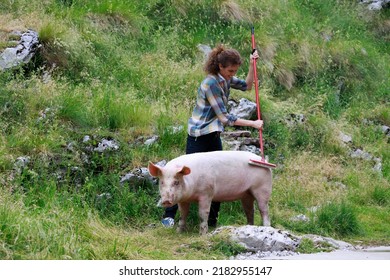 Female Farmer Taking Care Of Her Domestic Pig Outdoors