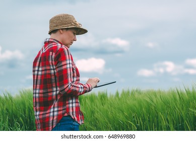 Female farmer using tablet computer in wheat crop field, concept of modern smart farming by using electronics, technology and mobile apps in agricultural production