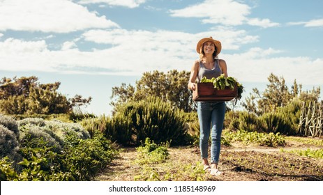 Female farmer walking through the field with carte full of fresh harvest. Gardener carrying box with harvested vegetables in garden.