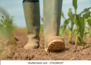 Female farmer walking through young green corn crop field, close up of rubber wellington boots, selective focus